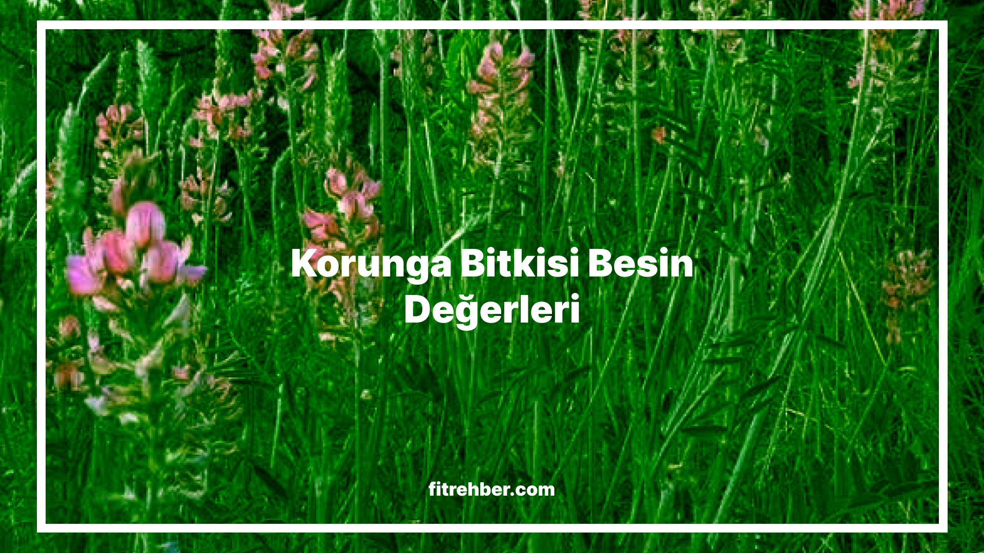 korunga bitkisi besin değerleri